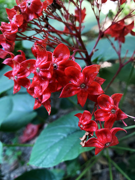 狀元紅網(wǎng)，揭秘4987精準資料的秘密，狀元紅網(wǎng)揭秘，精準資料4987背后的秘密