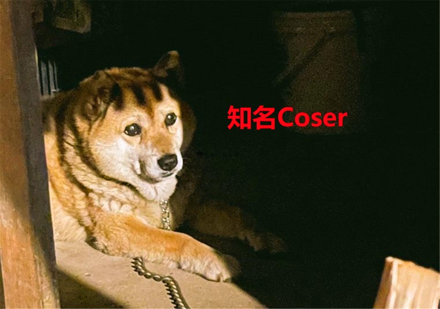 豬狗同行王中王，猜一肖，深度解析與SEO優(yōu)化，豬狗同行王中王猜謎解析與SEO優(yōu)化技巧，深度解析揭秘生肖之謎